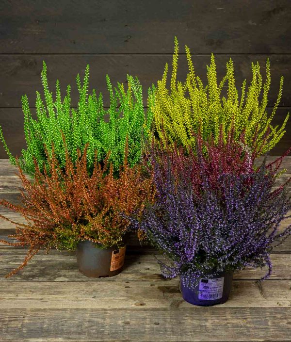 Calluna Värjätty R11