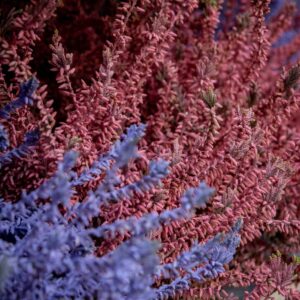 Calluna Värjätty