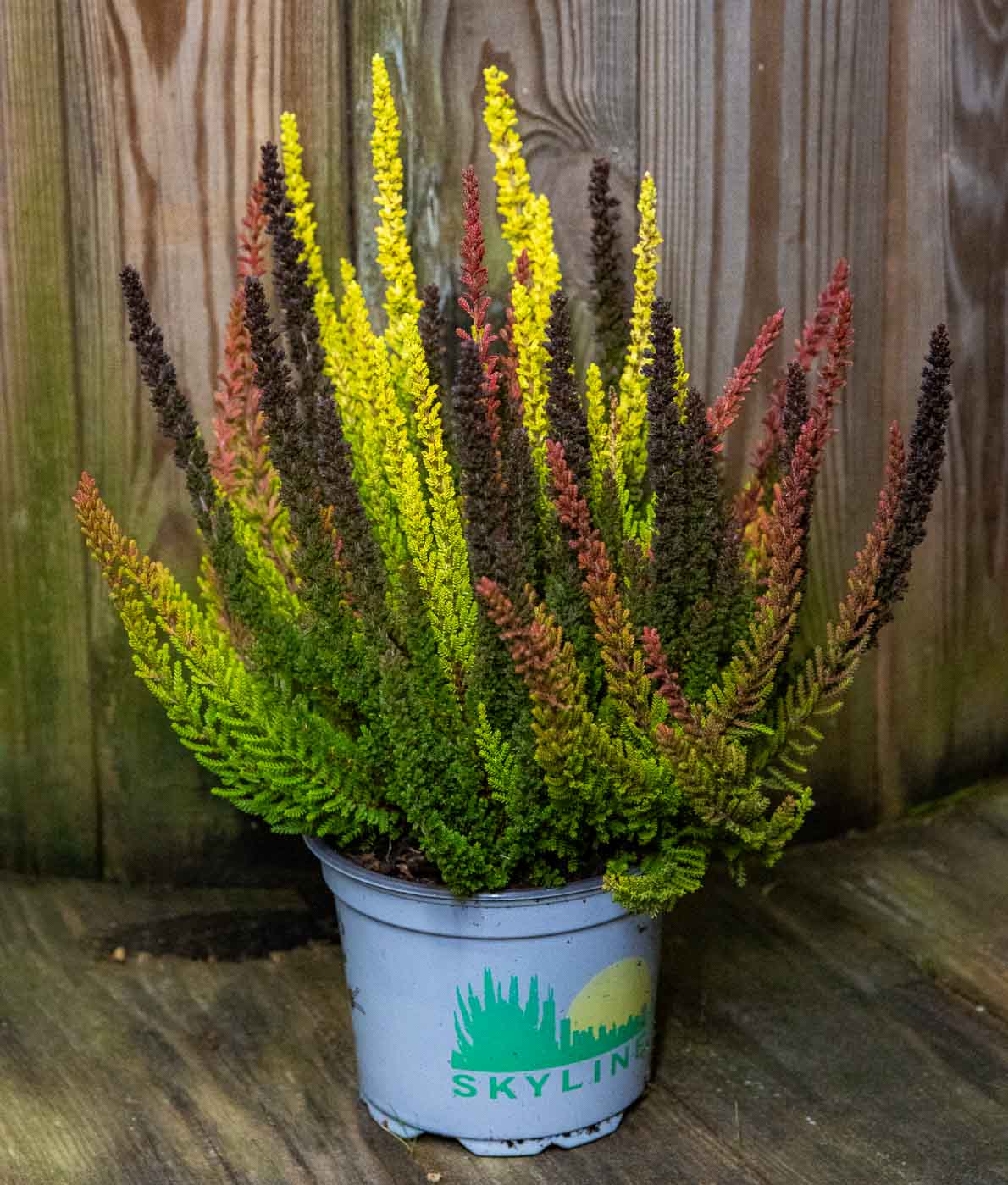 Calluna Skyline Mix - Image 3