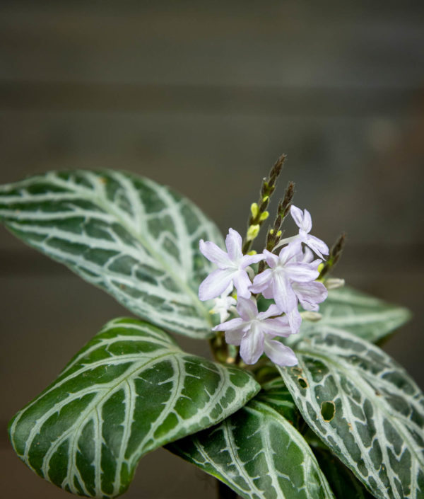 Chamaeranthemum Venosum - Image 2