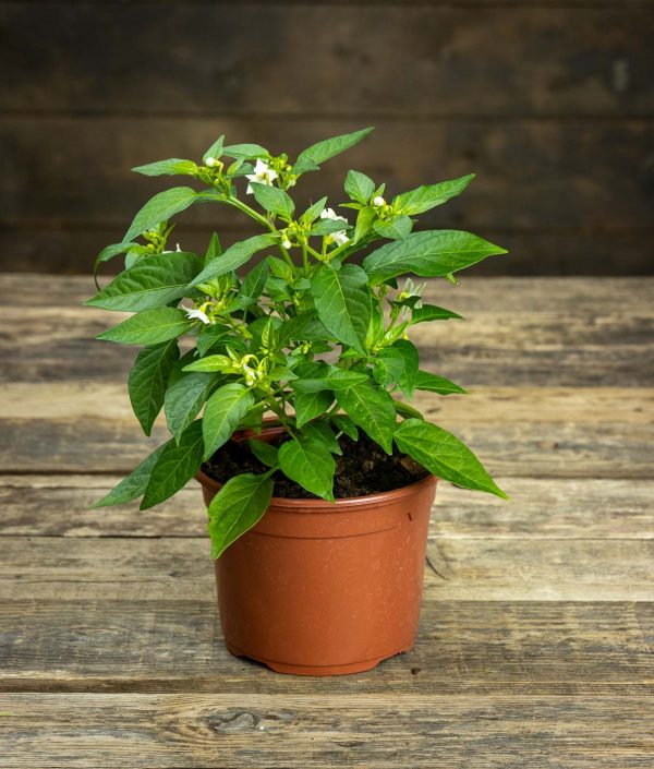 Chili Basket Of Fire