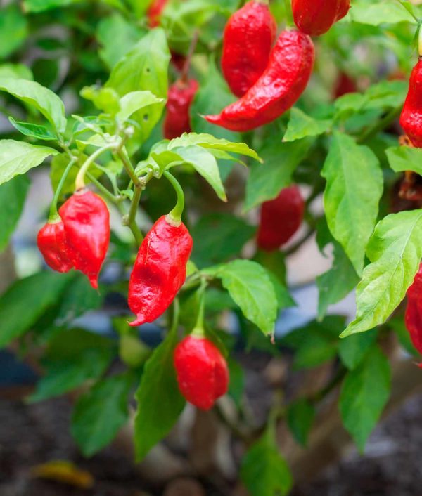 Chili Bhut Jolokia Red / Ghost Pepper