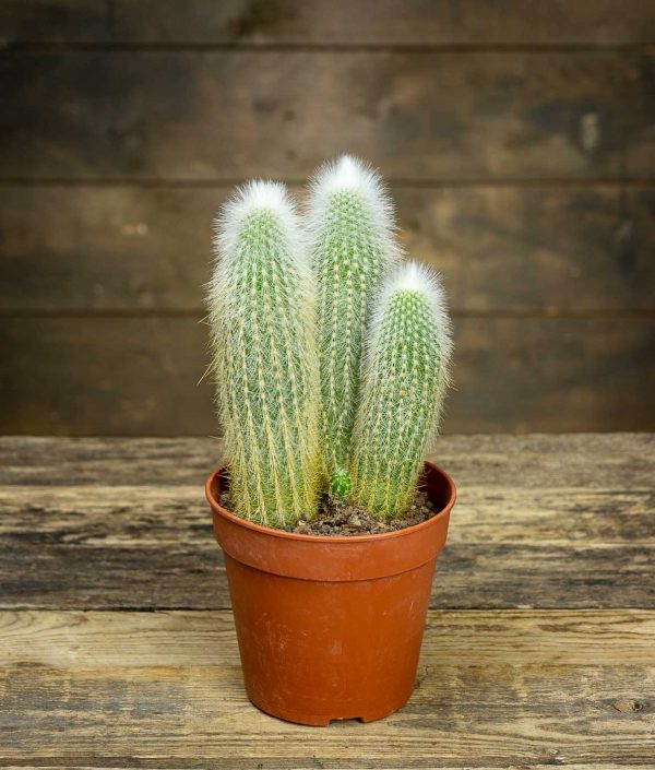 rubiinipylväs kaktus