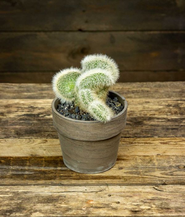 Cleistocactus strausii / Rubiinipylväs Cristata - Image 3