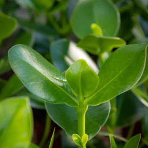 Clusia rosea