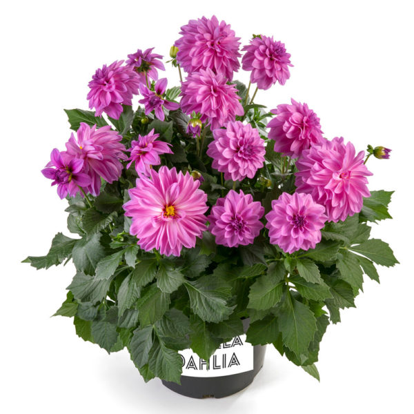 Daalia Labella® Maggiore Rose℗ Pikkutaimi