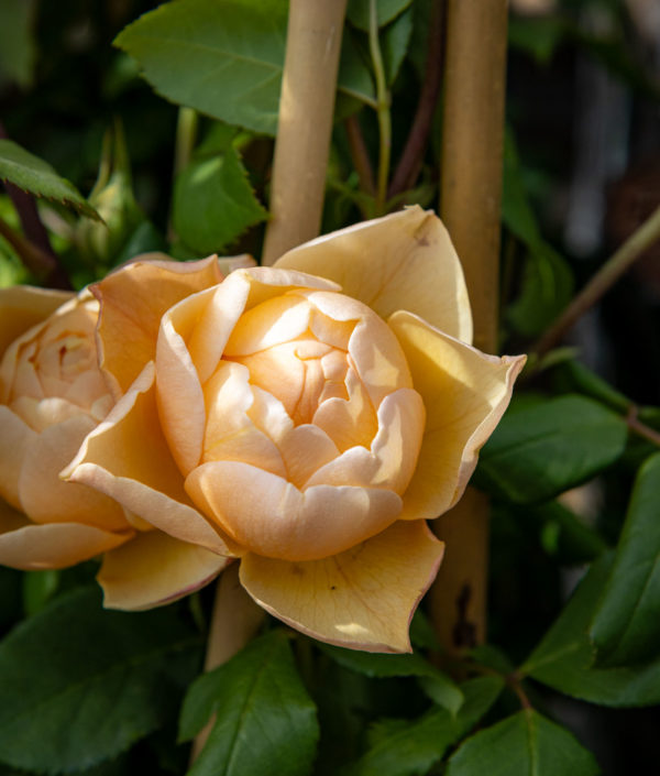 David Austin Collection Ruusu - Image 4