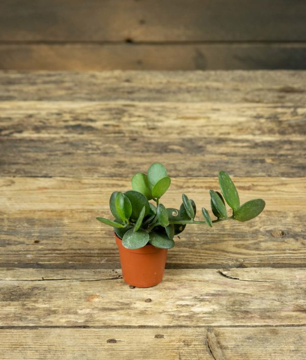 Dollar Plant