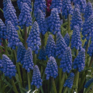 Tummahelmililja 20 Kpl/Pss