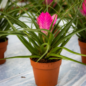 tillandsia