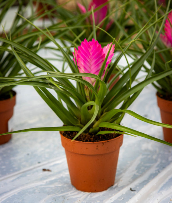 tillandsia