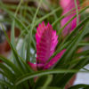 tillandsia