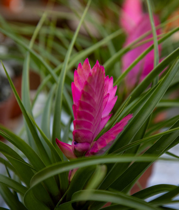 tillandsia