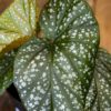 Enkelinsiipibegonia
