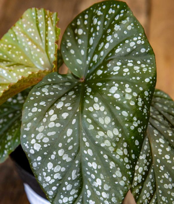 Enkelinsiipibegonia