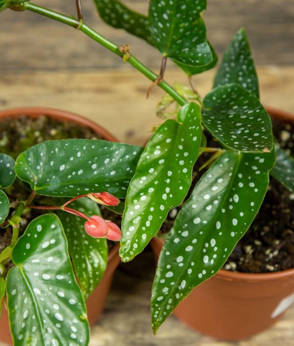 Enkelinsiipibegonia - Image 2
