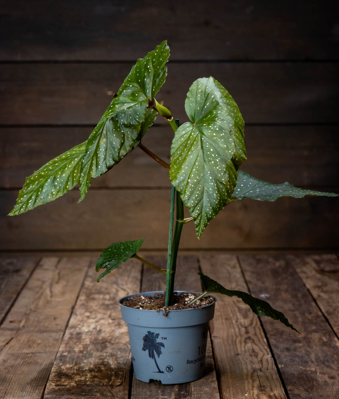 Enkelinsiipibegonia Corallina ruukussa, hopeatäpläiset siipimäiset lehdet