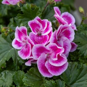 Enkelinsilmäpelargoni