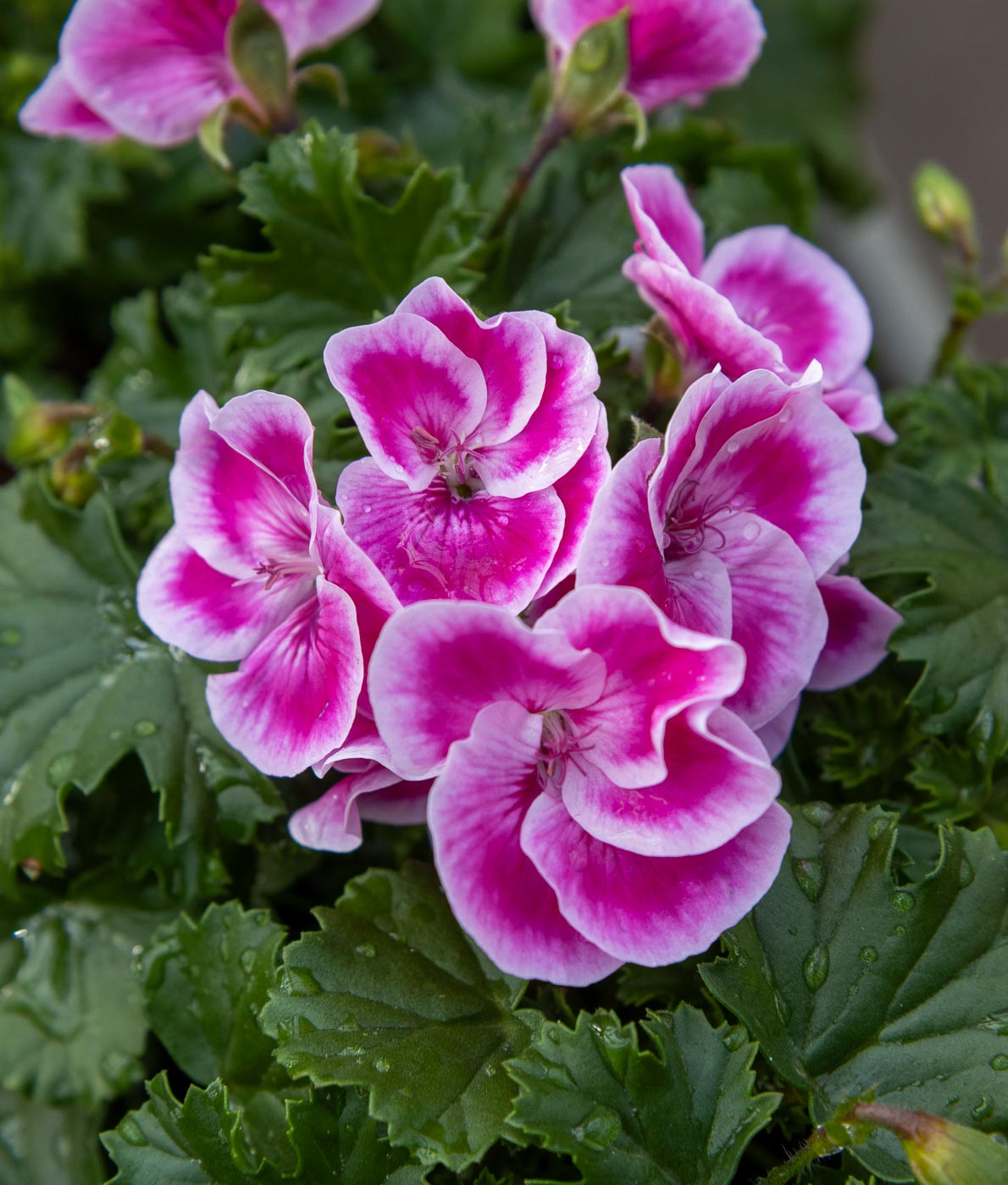 Enkelinsilmäpelargoni