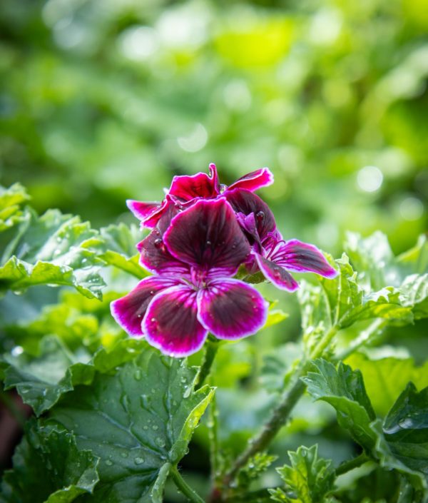 Enkelinsilmäpelargoni