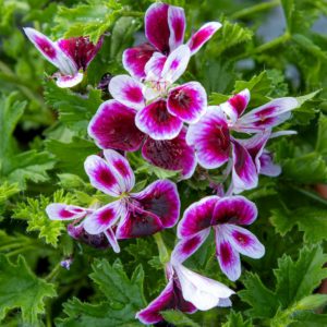 Enkelinsilmäpelargoni Angel Mw. Eva