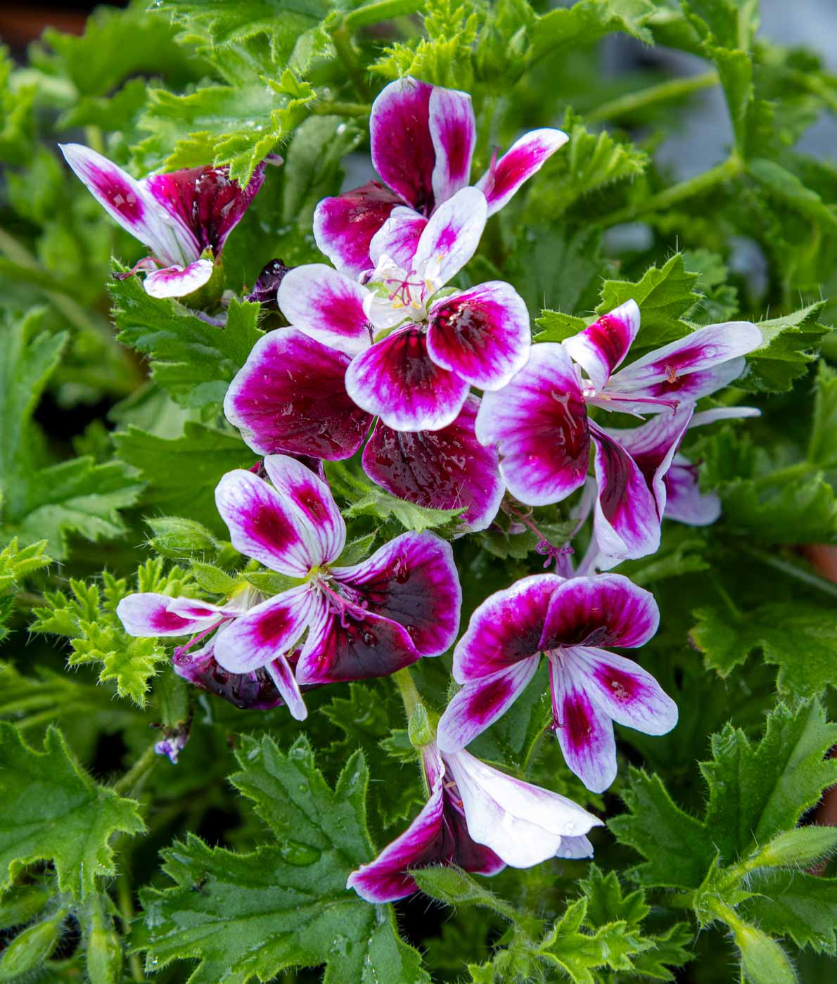 Enkelinsilmäpelargoni Angel Mw. Eva