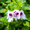 Enkelinsilmäpelargoni
