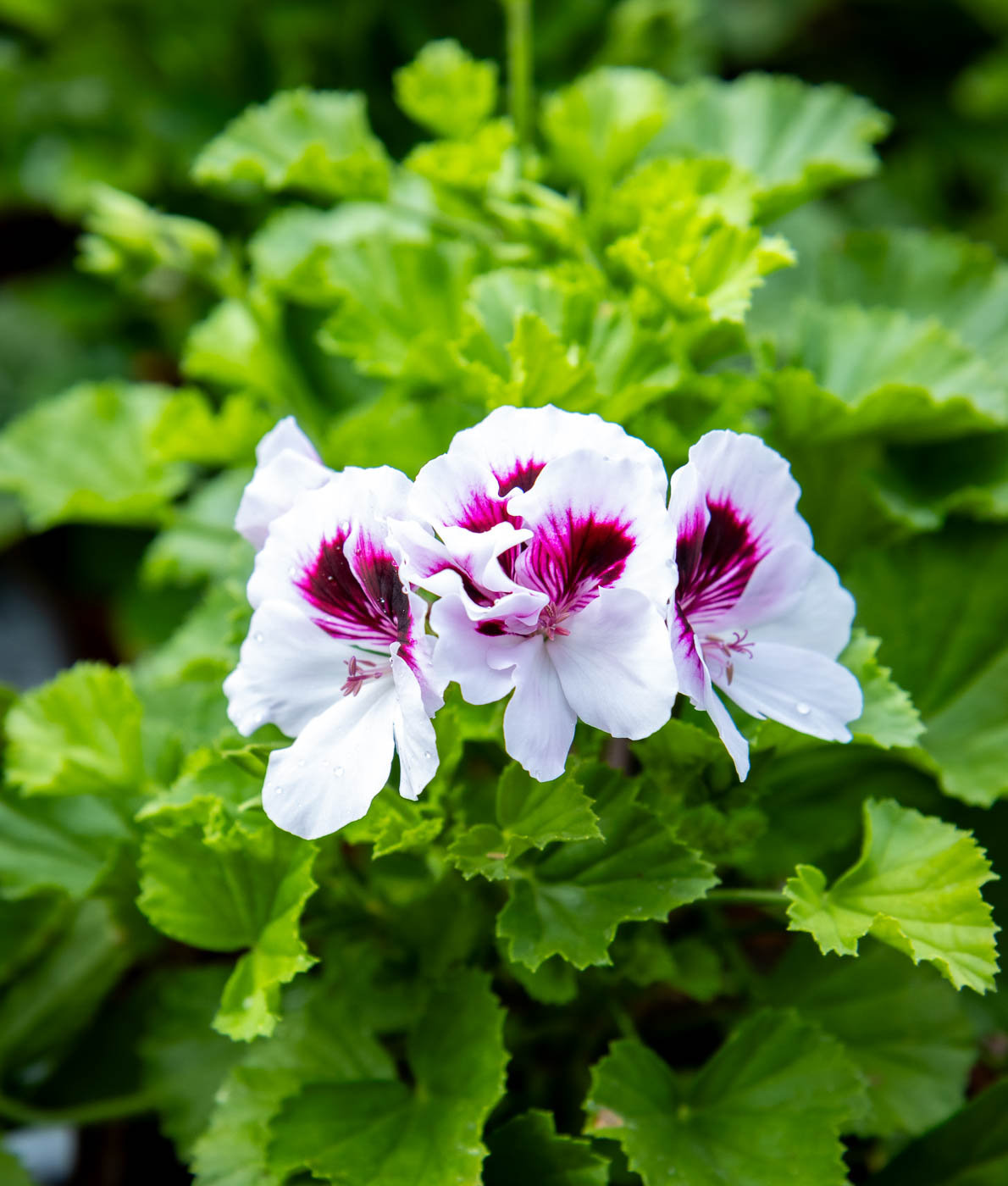 Enkelinsilmäpelargoni