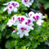 Enkelinsilmäpelargoni
