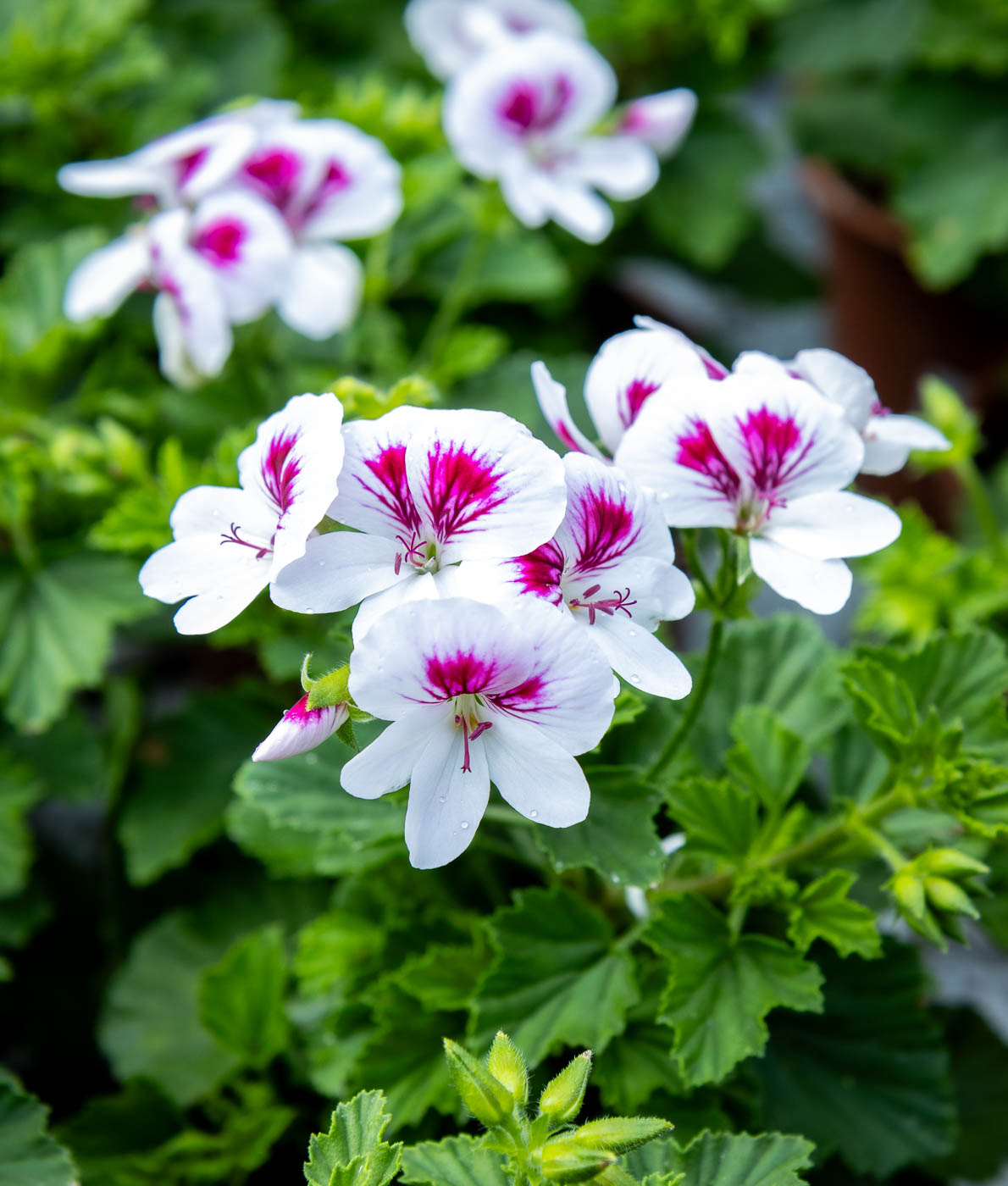 Enkelinsilmäpelargoni