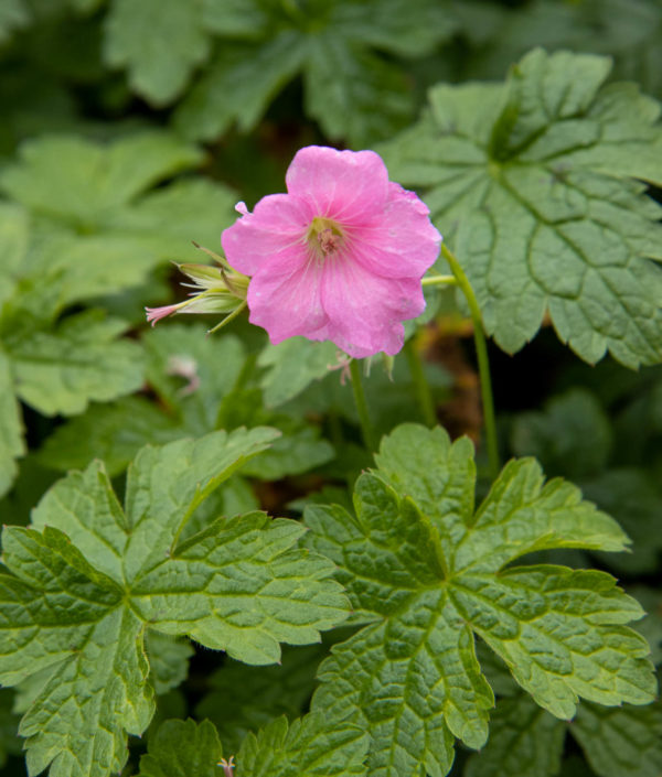 pinkkikukkainen kurjenpolvi