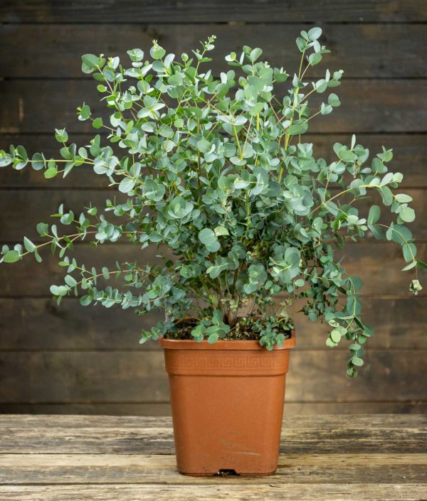 Eukalyptus
