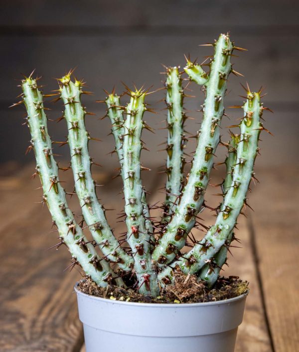 Euphorbia Aeruginosa Tyräkki - Image 2