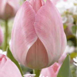 Tulppaani Mystic Van Eijk
