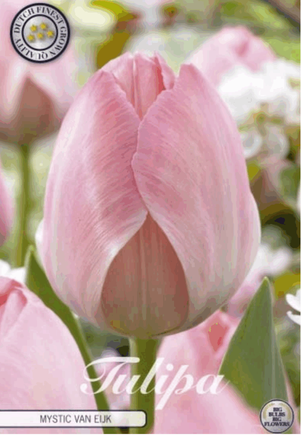 Tulppaani Mystic Van Eijk