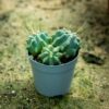 Siniharmahtava siniharjakaktus Ferocactus glaucescens harmaassa muoviruukussa, jolla on pystyt ja terävät kirkkaankeltaiset piikit.