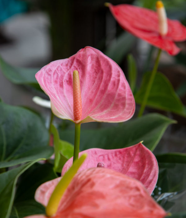 Flamingokukka Värilajitelma - Image 3