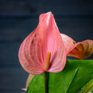 Flamingokukka kukka