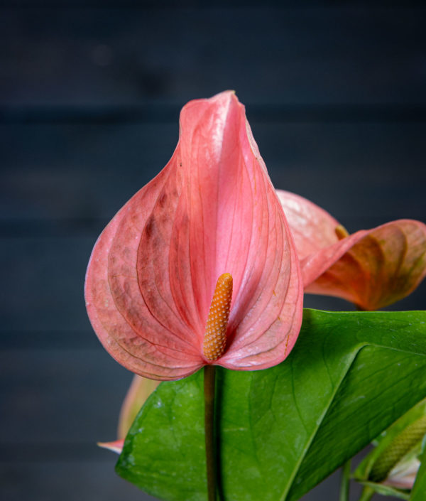 Flamingokukka kukka