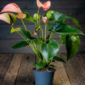 Flamingokukka
