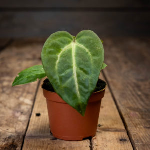 Pieni Anthurium magnificum ruukussa, jossa näkyy sydämenmuotoinen samettinen lehti vaaleilla lehtisuonilla.