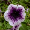 petunia