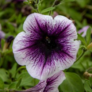 petunia
