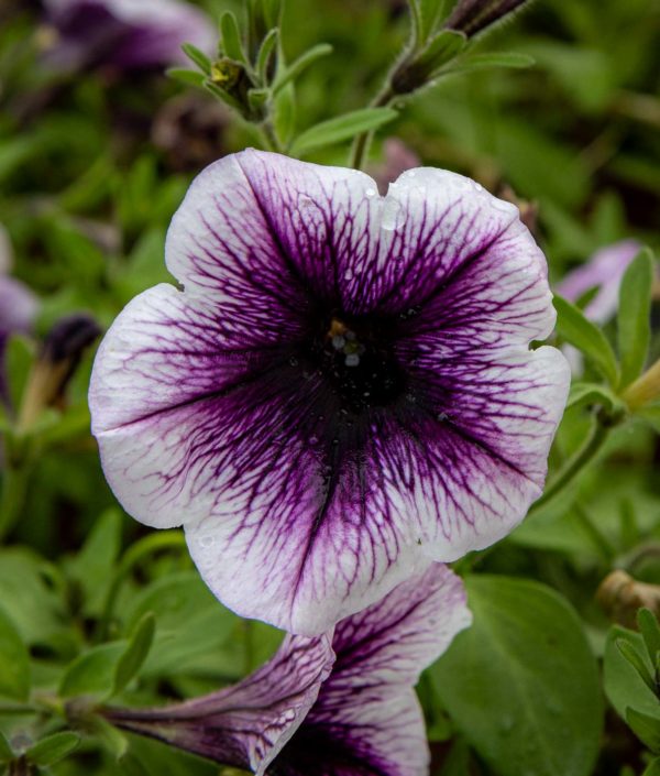 petunia