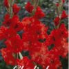 gladioluksen juurakko