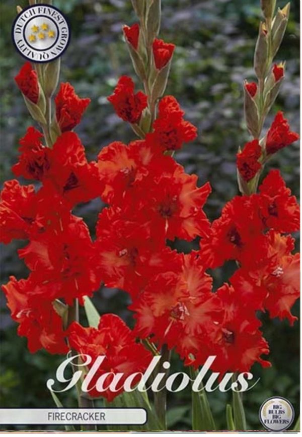 gladioluksen juurakko