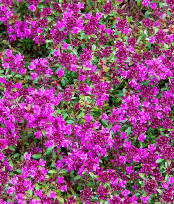 Harmaa-ajuruoho Coccineus