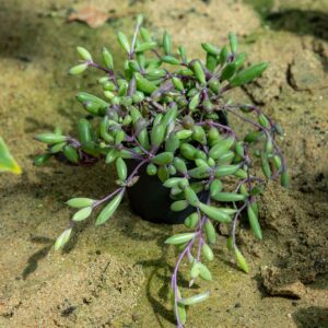 Hernevillakko Purple Flush kasvaa mustassa muoviruukussa hiekkaisella alustalla, näyttäen purppuraiset versonsa ja soikeat vihreät lehtensä.