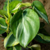 Herttaköynnösvehka Rio Philodendron hederaceum muoviruukussa