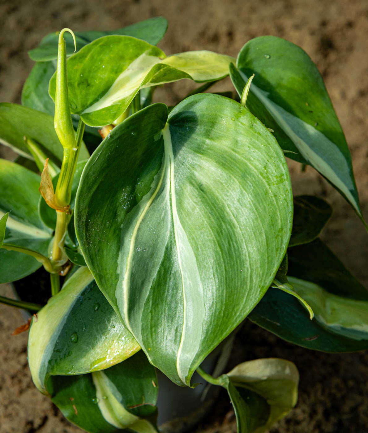 Herttaköynnösvehka Rio Philodendron hederaceum muoviruukussa